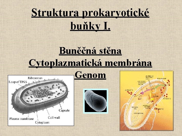 Struktura prokaryotické buňky I. Buněčná stěna Cytoplazmatická membrána Genom 