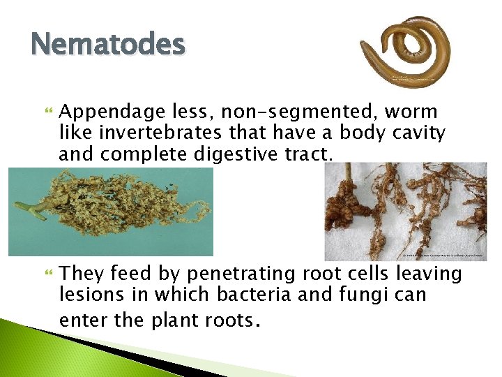 Nematodes Appendage less, non-segmented, worm like invertebrates that have a body cavity and complete