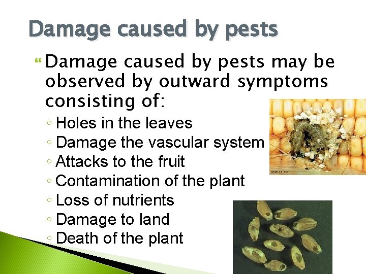 Damage caused by pests may be observed by outward symptoms consisting of: ◦ Holes