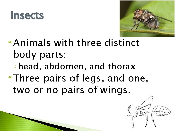 Insects Animals with three distinct body parts: ◦ head, abdomen, and thorax Three pairs