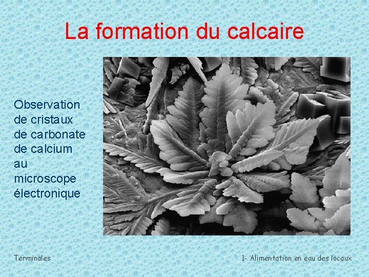 La formation du calcaire Observation de cristaux de carbonate de calcium au microscope électronique