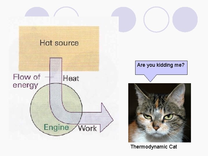 Are you kidding me? Thermodynamic Cat 