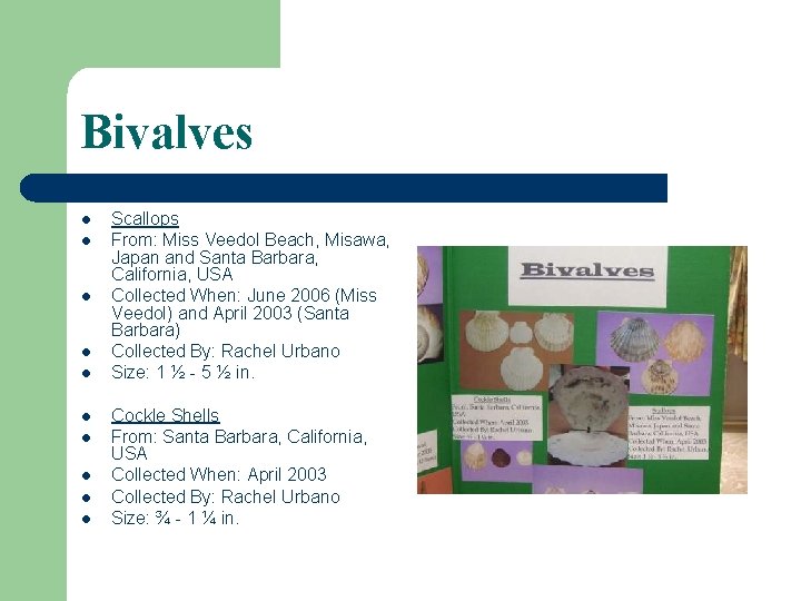 Bivalves l l l l l Scallops From: Miss Veedol Beach, Misawa, Japan and Bivalves l l l l l Scallops From: Miss Veedol Beach, Misawa, Japan and