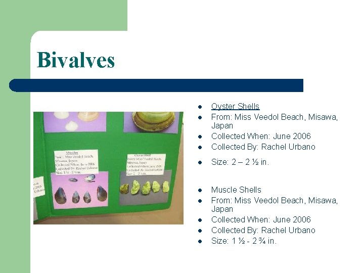 Bivalves l Oyster Shells From: Miss Veedol Beach, Misawa, Japan Collected When: June 2006 Bivalves l Oyster Shells From: Miss Veedol Beach, Misawa, Japan Collected When: June 2006