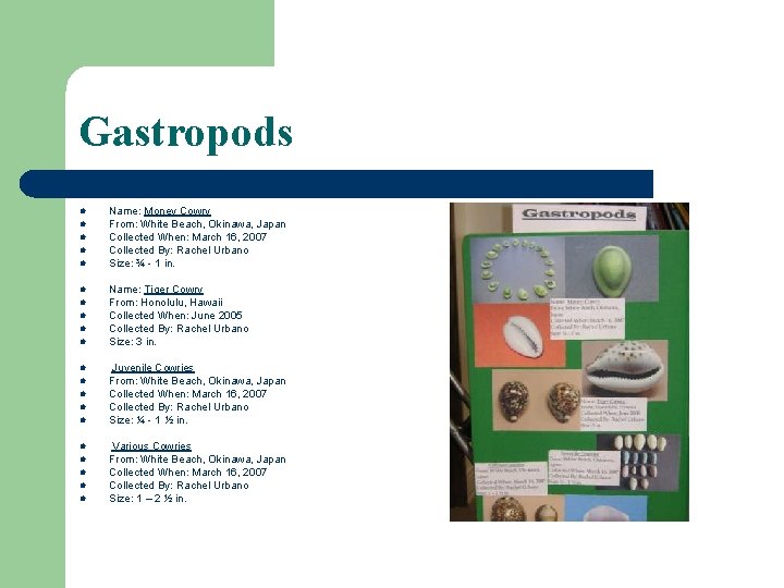 Gastropods l Name: Money Cowry From: White Beach, Okinawa, Japan Collected When: March 16, Gastropods l Name: Money Cowry From: White Beach, Okinawa, Japan Collected When: March 16,