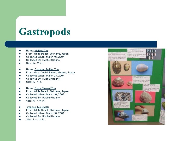 Gastropods l Name: Mottled Top From: White Beach, Okinawa, Japan Collected When: March 16, Gastropods l Name: Mottled Top From: White Beach, Okinawa, Japan Collected When: March 16,