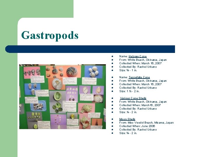 Gastropods l Name: Hebrew Cone From: White Beach, Okinawa, Japan Collected When: March 16, Gastropods l Name: Hebrew Cone From: White Beach, Okinawa, Japan Collected When: March 16,