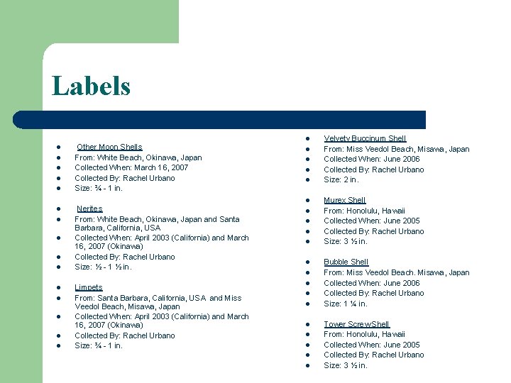 Labels l l l Other Moon Shells From: White Beach, Okinawa, Japan Collected When: Labels l l l Other Moon Shells From: White Beach, Okinawa, Japan Collected When: