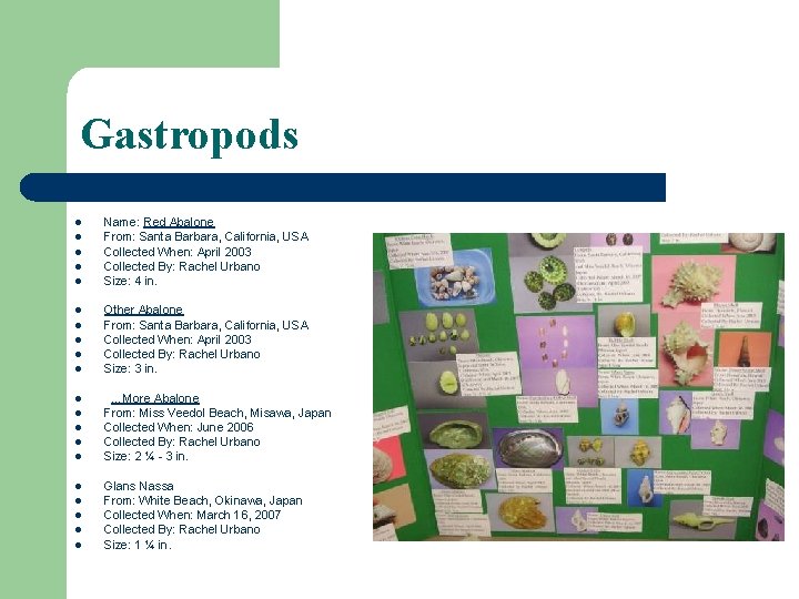 Gastropods l l l l l Name: Red Abalone From: Santa Barbara, California, USA Gastropods l l l l l Name: Red Abalone From: Santa Barbara, California, USA