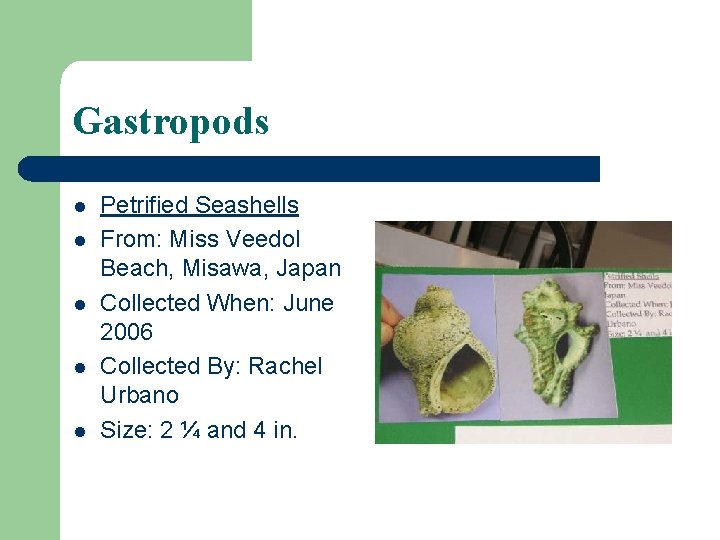 Gastropods l l l Petrified Seashells From: Miss Veedol Beach, Misawa, Japan Collected When: Gastropods l l l Petrified Seashells From: Miss Veedol Beach, Misawa, Japan Collected When: