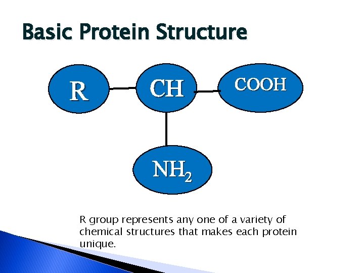Basic Protein Structure R CH COOH NH 2 R group represents any one of