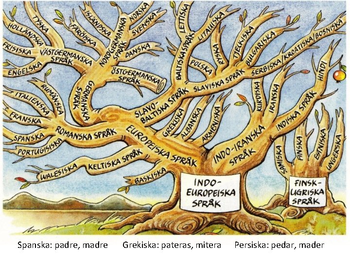 Spanska: padre, madre Grekiska: pateras, mitera Persiska: pedar, mader 