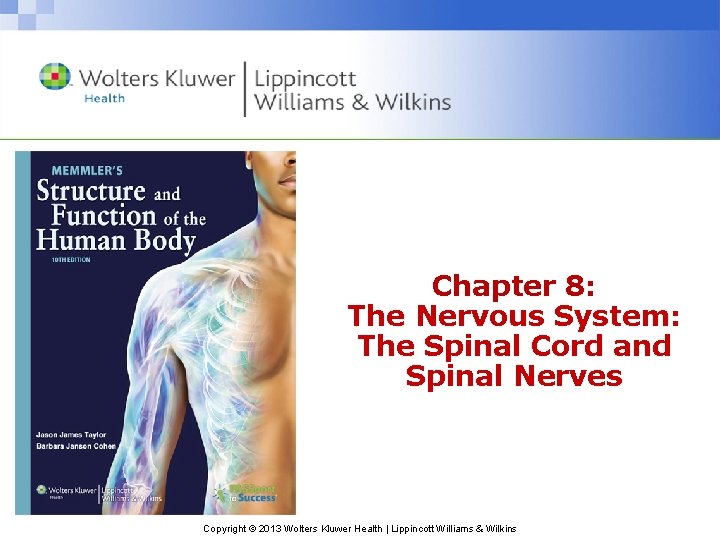 Chapter 8: The Nervous System: The Spinal Cord and Spinal Nerves Copyright © 2013