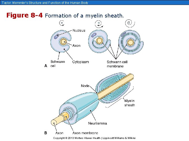 Taylor: Memmler’s Structure and Function of the Human Body Figure 8 -4 Formation of