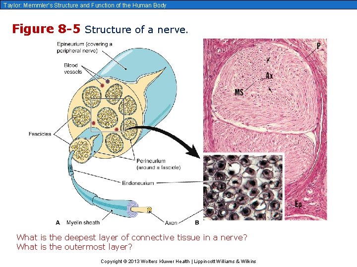 Taylor: Memmler’s Structure and Function of the Human Body Figure 8 -5 Structure of