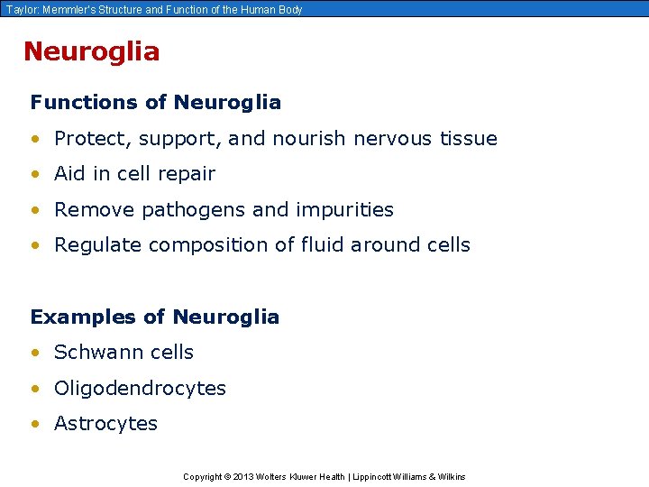Taylor: Memmler’s Structure and Function of the Human Body Neuroglia Functions of Neuroglia •