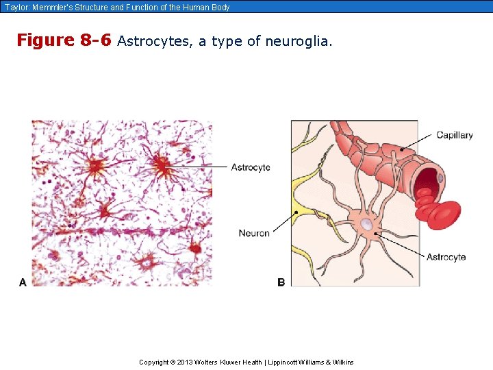 Taylor: Memmler’s Structure and Function of the Human Body Figure 8 -6 Astrocytes, a