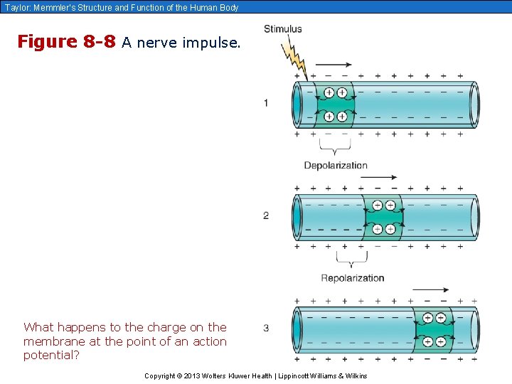 Taylor: Memmler’s Structure and Function of the Human Body Figure 8 -8 A nerve