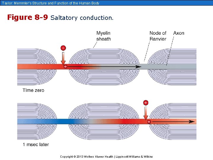 Taylor: Memmler’s Structure and Function of the Human Body Figure 8 -9 Saltatory conduction.
