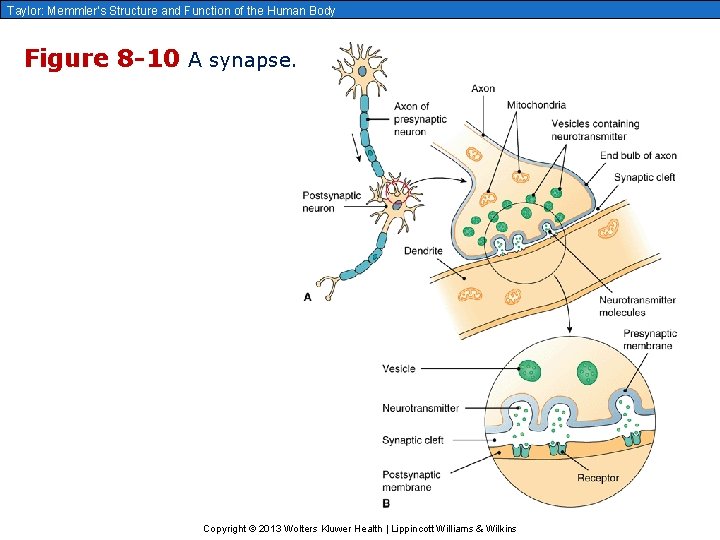 Taylor: Memmler’s Structure and Function of the Human Body Figure 8 -10 A synapse.