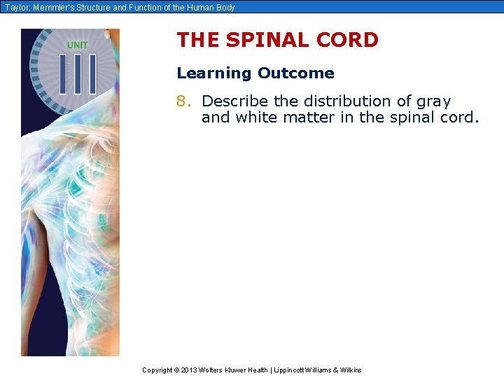 Taylor: Memmler’s Structure and Function of the Human Body THE SPINAL CORD Learning Outcome