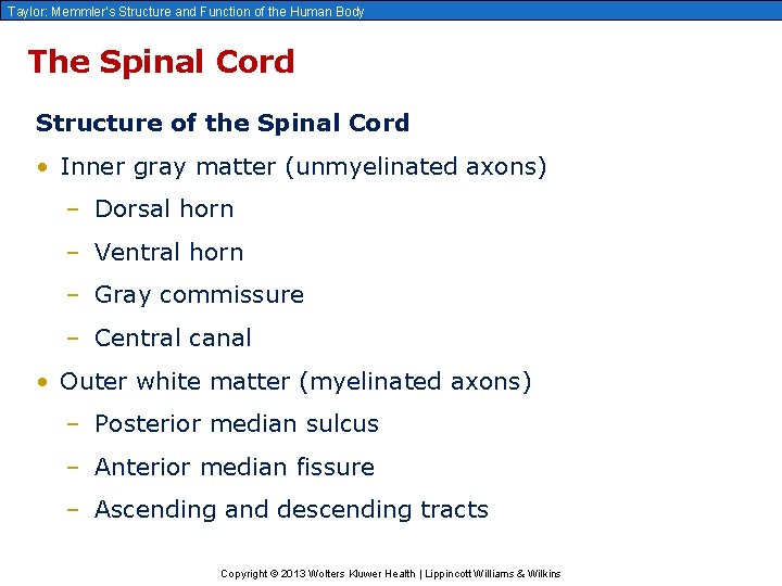 Taylor: Memmler’s Structure and Function of the Human Body The Spinal Cord Structure of