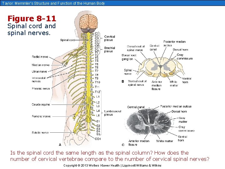Taylor: Memmler’s Structure and Function of the Human Body Figure 8 -11 Spinal cord