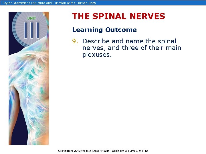 Taylor: Memmler’s Structure and Function of the Human Body THE SPINAL NERVES Learning Outcome