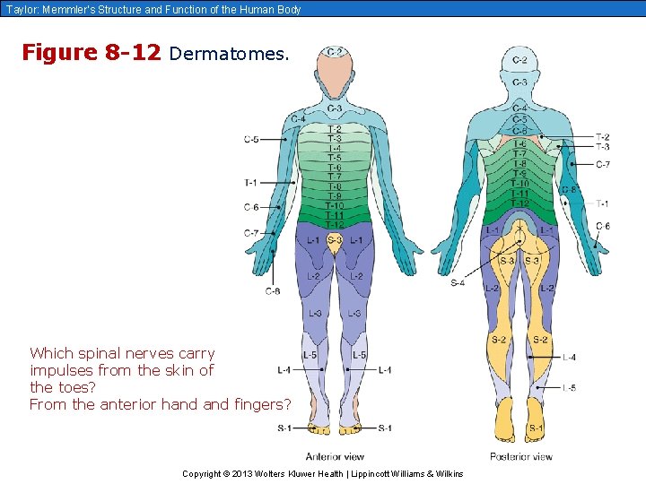 Taylor: Memmler’s Structure and Function of the Human Body Figure 8 -12 Dermatomes. Which