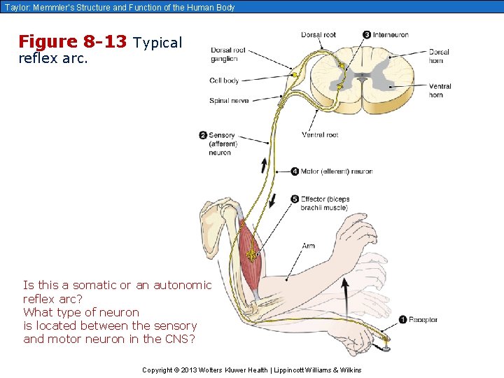 Taylor: Memmler’s Structure and Function of the Human Body Figure 8 -13 Typical reflex