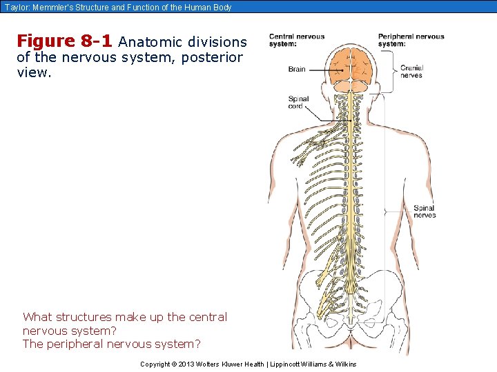 Taylor: Memmler’s Structure and Function of the Human Body Figure 8 -1 Anatomic divisions