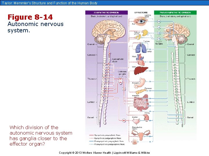 Taylor: Memmler’s Structure and Function of the Human Body Figure 8 -14 Autonomic nervous