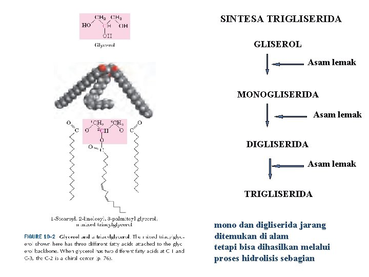 SINTESA TRIGLISERIDA GLISEROL Asam lemak MONOGLISERIDA Asam lemak DIGLISERIDA Asam lemak TRIGLISERIDA mono dan