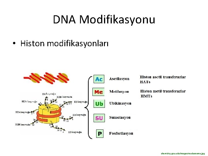 DNA Modifikasyonu • Histon modifikasyonları chemistry. gsu. edu/images/nucleosome. jpg DNA Modifikasyonu • Histon modifikasyonları chemistry. gsu. edu/images/nucleosome. jpg