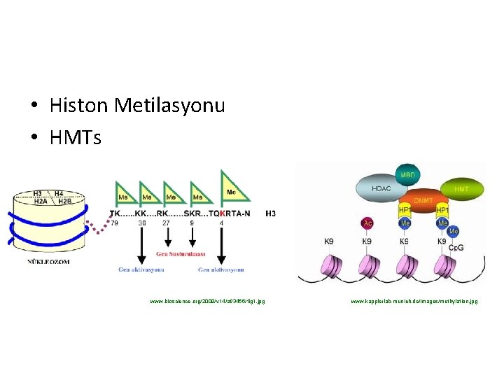  • Histon Metilasyonu • HMTs www. bioscience. org/2009/v 14/af/3466/fig 1. jpg www. kapplerlab-munich.