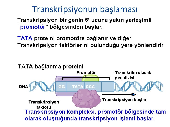 Transkripsiyonun başlaması Transkripsiyon bir genin 5’ ucuna yakın yerleşimli “promotör” bölgesinden başlar. TATA proteini Transkripsiyonun başlaması Transkripsiyon bir genin 5’ ucuna yakın yerleşimli “promotör” bölgesinden başlar. TATA proteini