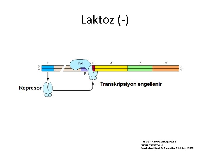 Laktoz (-) The Cell - A Molecular Approach Cooper, Geoffrey M. Sunderland (MA): Sinauer