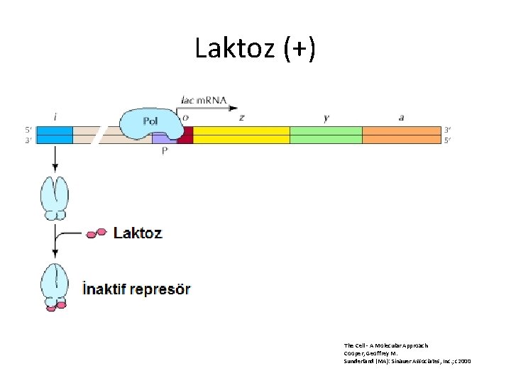 Laktoz (+) The Cell - A Molecular Approach Cooper, Geoffrey M. Sunderland (MA): Sinauer Laktoz (+) The Cell - A Molecular Approach Cooper, Geoffrey M. Sunderland (MA): Sinauer