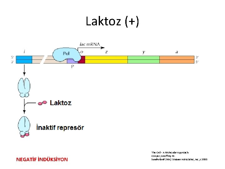 Laktoz (+) NEGATİF İNDÜKSİYON The Cell - A Molecular Approach Cooper, Geoffrey M. Sunderland