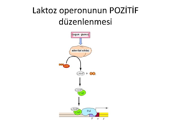 Laktoz operonunun POZİTİF düzenlenmesi 