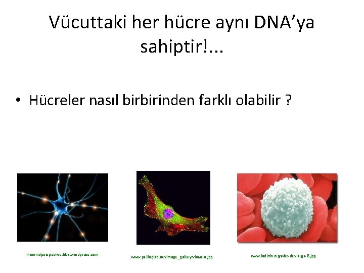 Vücuttaki her hücre aynı DNA’ya sahiptir!. . . • Hücreler nasıl birbirinden farklı olabilir