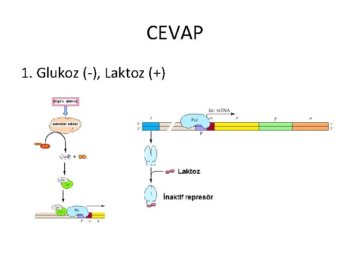 CEVAP 1. Glukoz (-), Laktoz (+) 