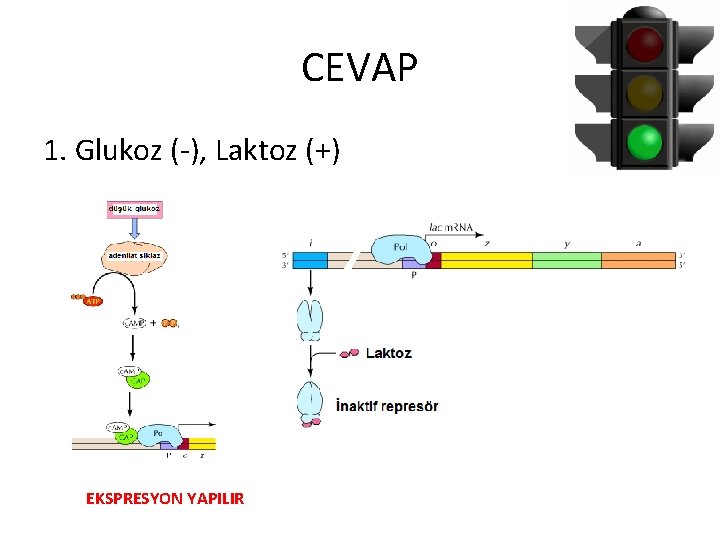 CEVAP 1. Glukoz (-), Laktoz (+) EKSPRESYON YAPILIR 