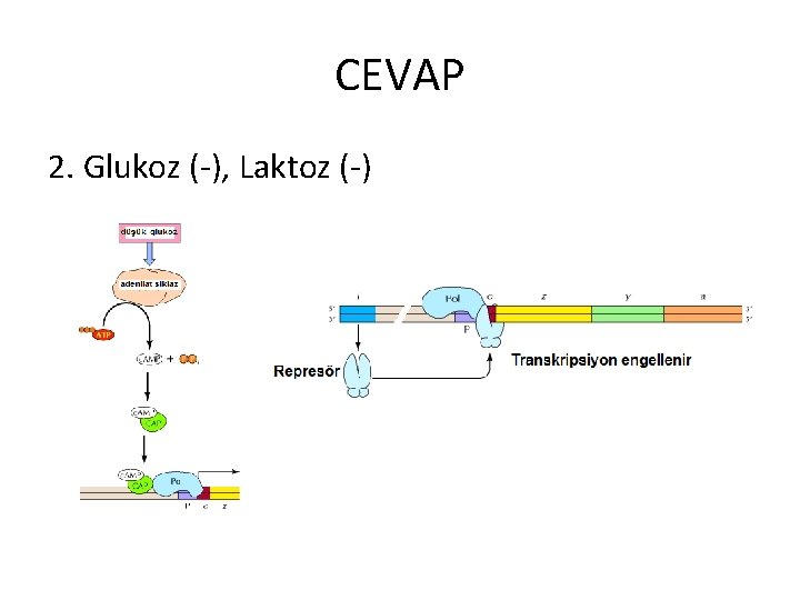 CEVAP 2. Glukoz (-), Laktoz (-) 