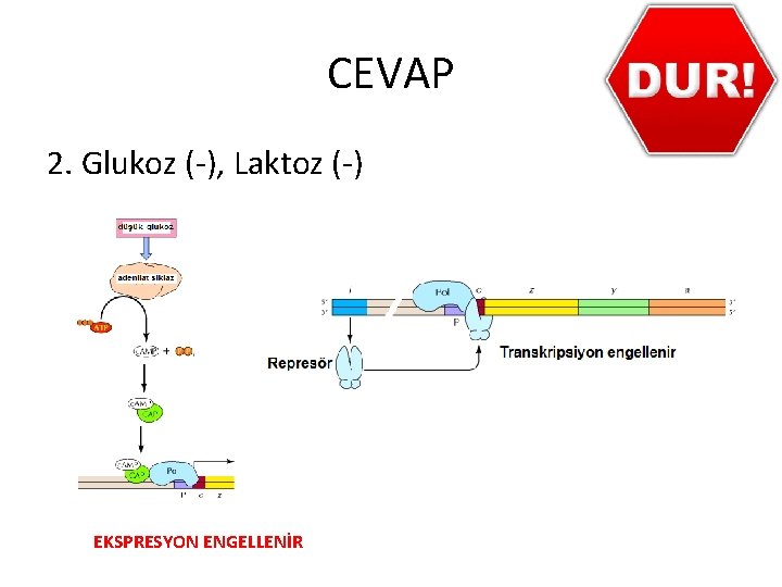 CEVAP 2. Glukoz (-), Laktoz (-) EKSPRESYON ENGELLENİR 