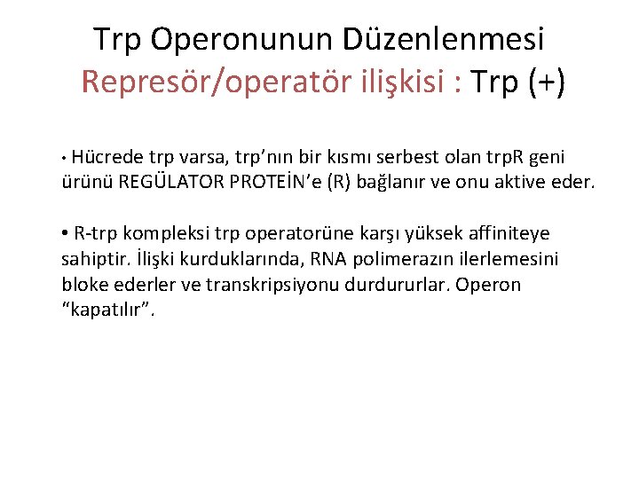 Trp Operonunun Düzenlenmesi Represör/operatör ilişkisi : Trp (+) • Hücrede trp varsa, trp’nın bir Trp Operonunun Düzenlenmesi Represör/operatör ilişkisi : Trp (+) • Hücrede trp varsa, trp’nın bir