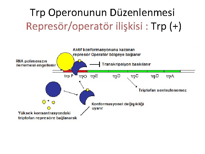 Trp Operonunun Düzenlenmesi Represör/operatör ilişkisi : Trp (+) 