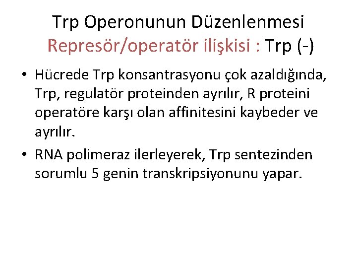 Trp Operonunun Düzenlenmesi Represör/operatör ilişkisi : Trp (-) • Hücrede Trp konsantrasyonu çok azaldığında,