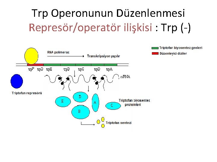 Trp Operonunun Düzenlenmesi Represör/operatör ilişkisi : Trp (-) 