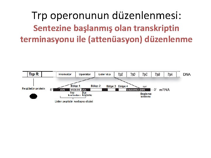 Trp operonunun düzenlenmesi: Sentezine başlanmış olan transkriptin terminasyonu ile (attenüasyon) düzenlenme 